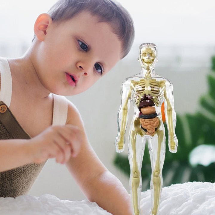 "3D anatomisk skelettmodell leksak för barn, PVC, realistisk och lärorik, transparent stil, främjar anatomikunskap"