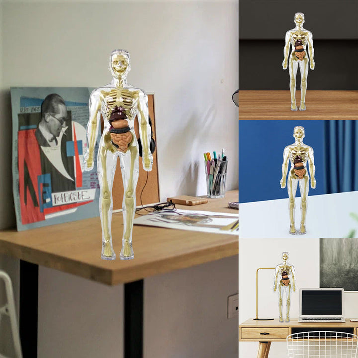 "3D anatomisk skelettmodell leksak för barn, PVC, realistisk och lärorik, transparent stil, främjar anatomikunskap"