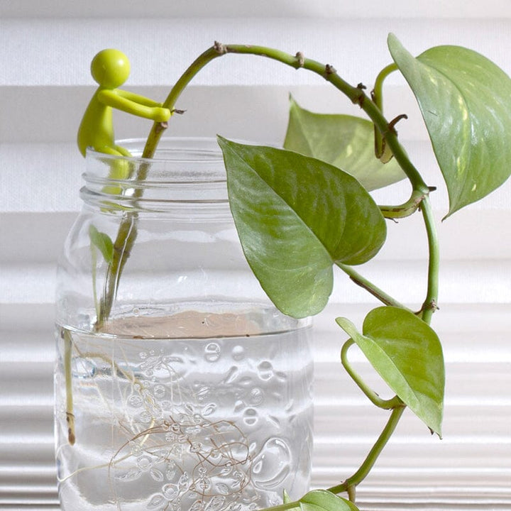 "Charmigt växtstöd för unga stjälkar i plast, ger estetiskt och funktionellt stöd till inomhusträdgårdar."