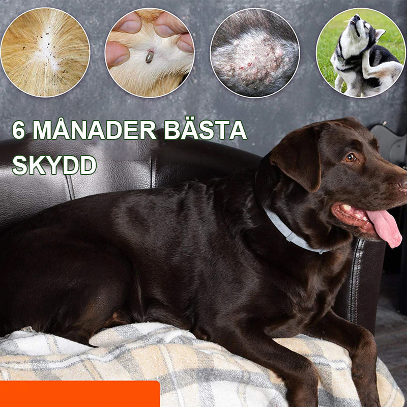 "Grön silikon avmaskningshalsband för hund och katt, justerbart och komfortabelt skydd mot parasiter i utomhusmiljöer."